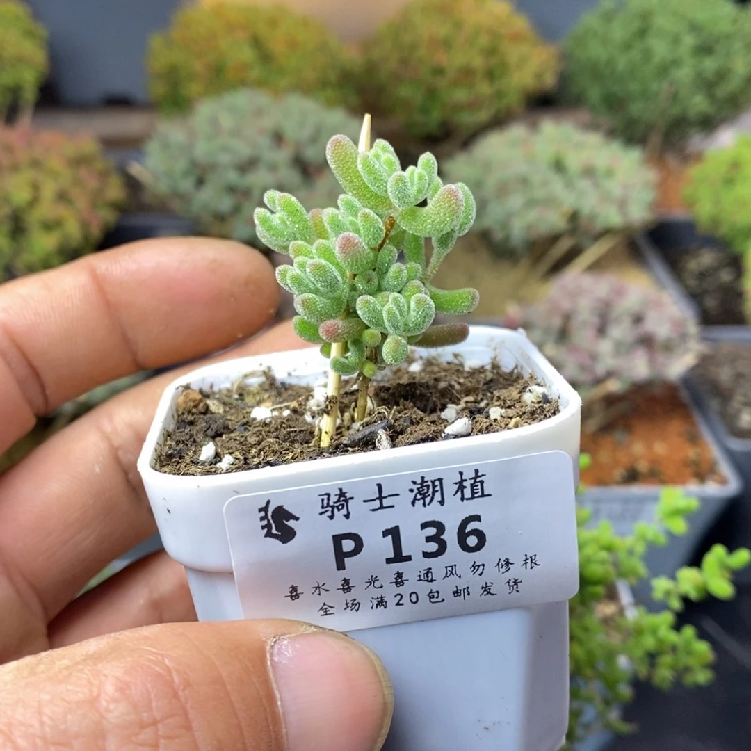 136冰晶杂枝干番杏