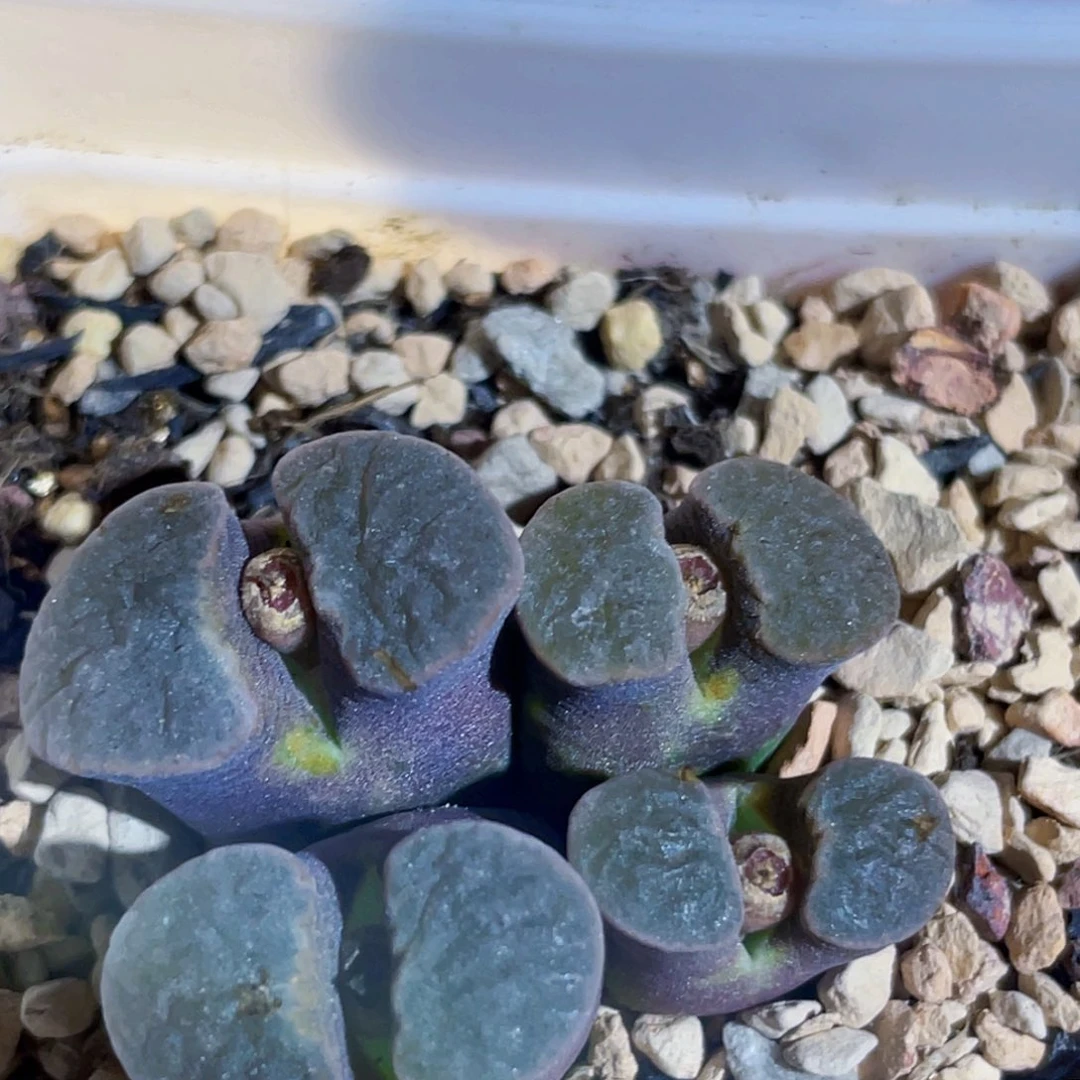 紫体白雪花磁铁植物一物一拍