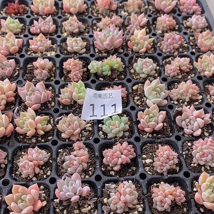 28.8 多肉植物盆栽花卉