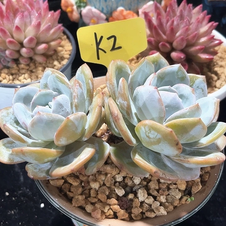 奶茶2号码牌子的话题