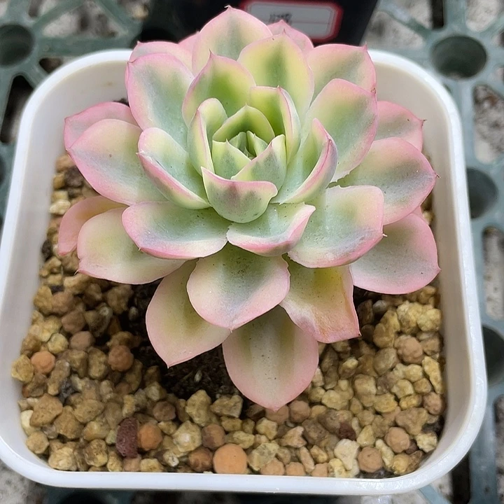 雨滴锦一物一拍锦龙