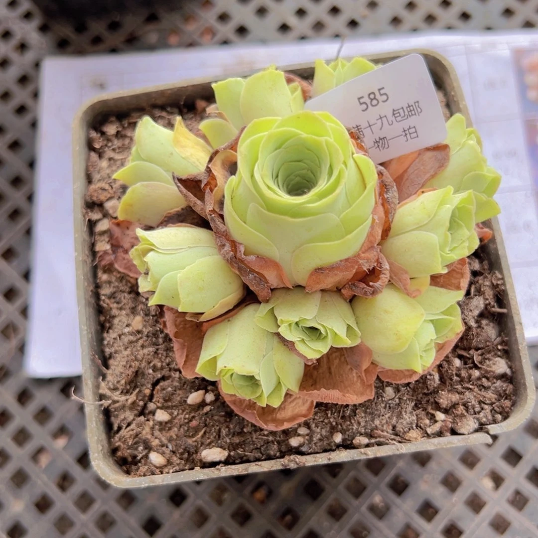585 山地玫瑰基地发货无售后
