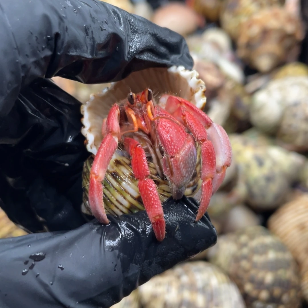 不退不换谢谢支持2