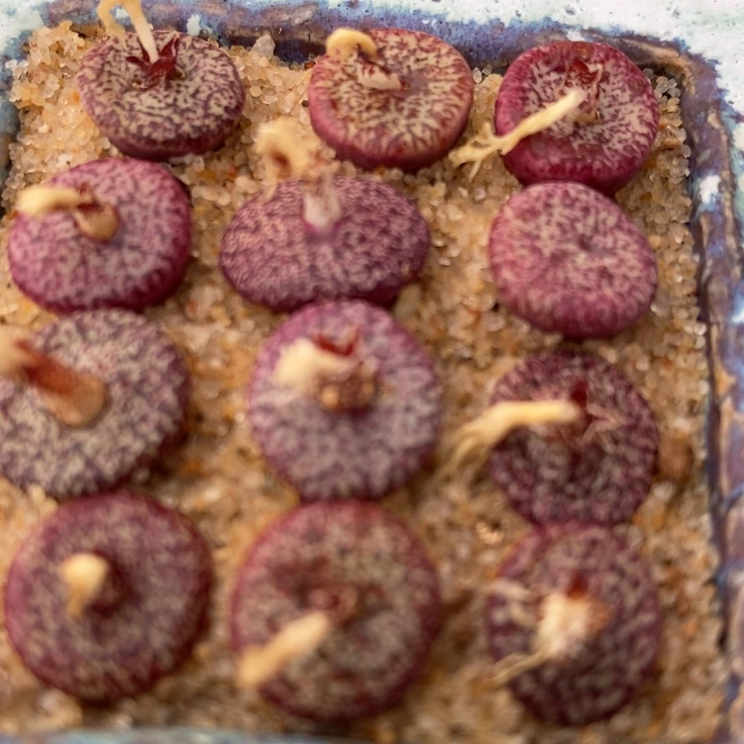 密纹安贞1颗买3送1