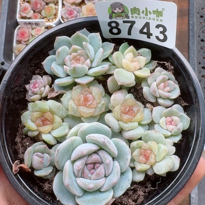 多肉植物多肉植物