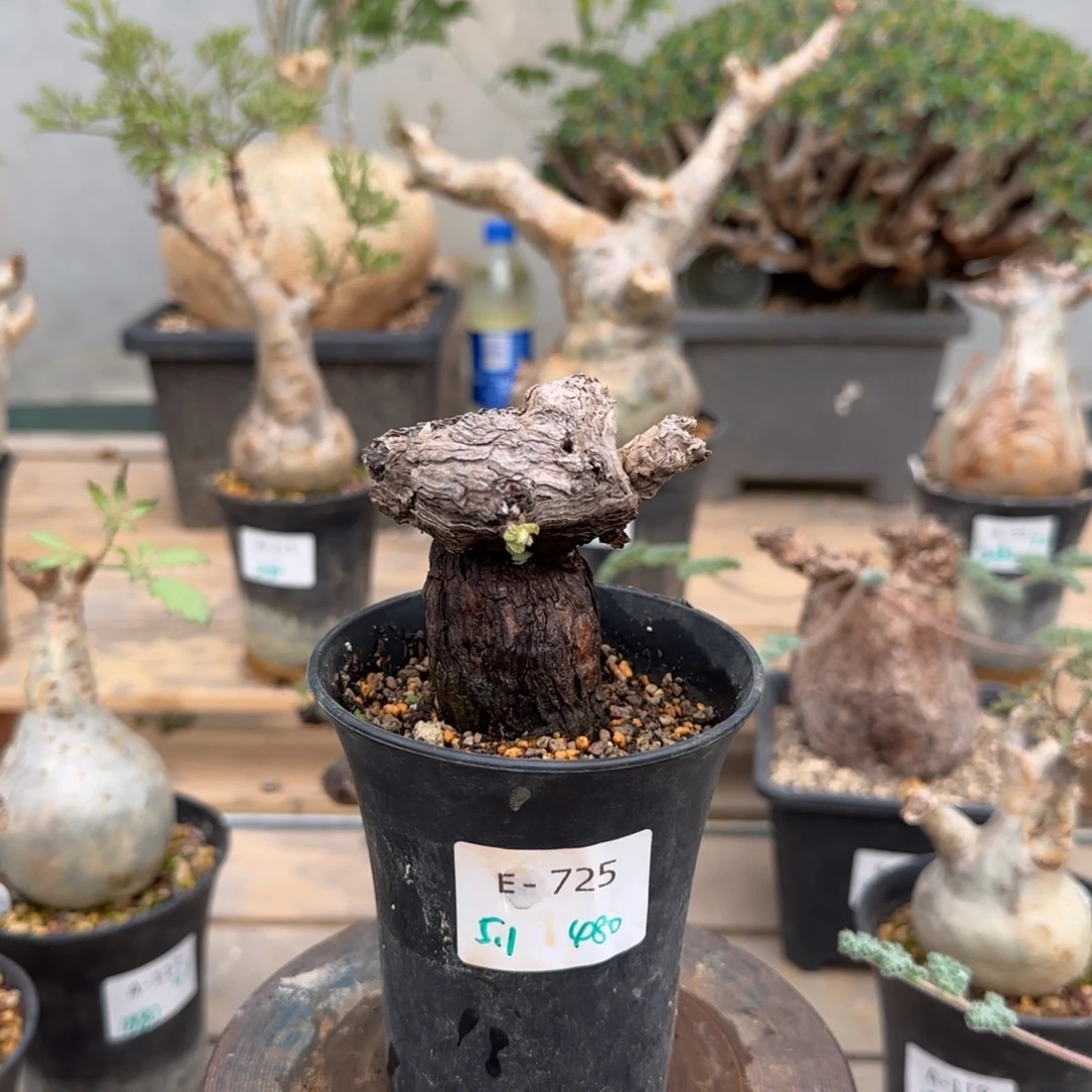 725枯木洋葵块根植物