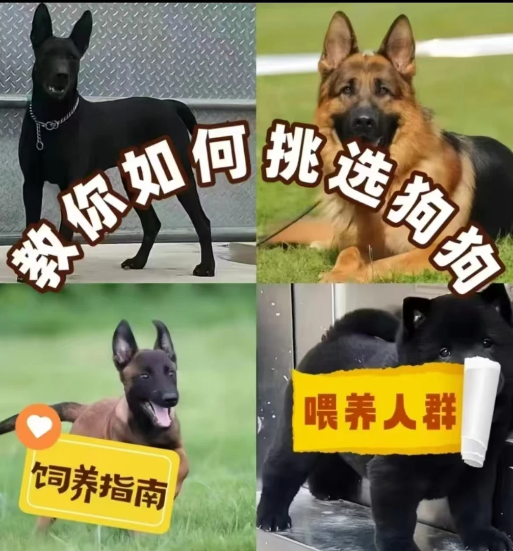教你挑选狗狗 饲养指南