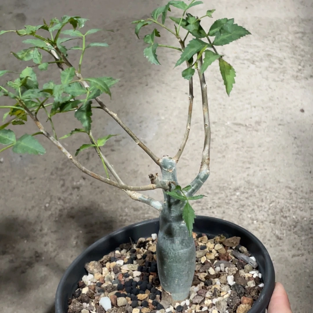 实生，芳香橄榄，2.6公分