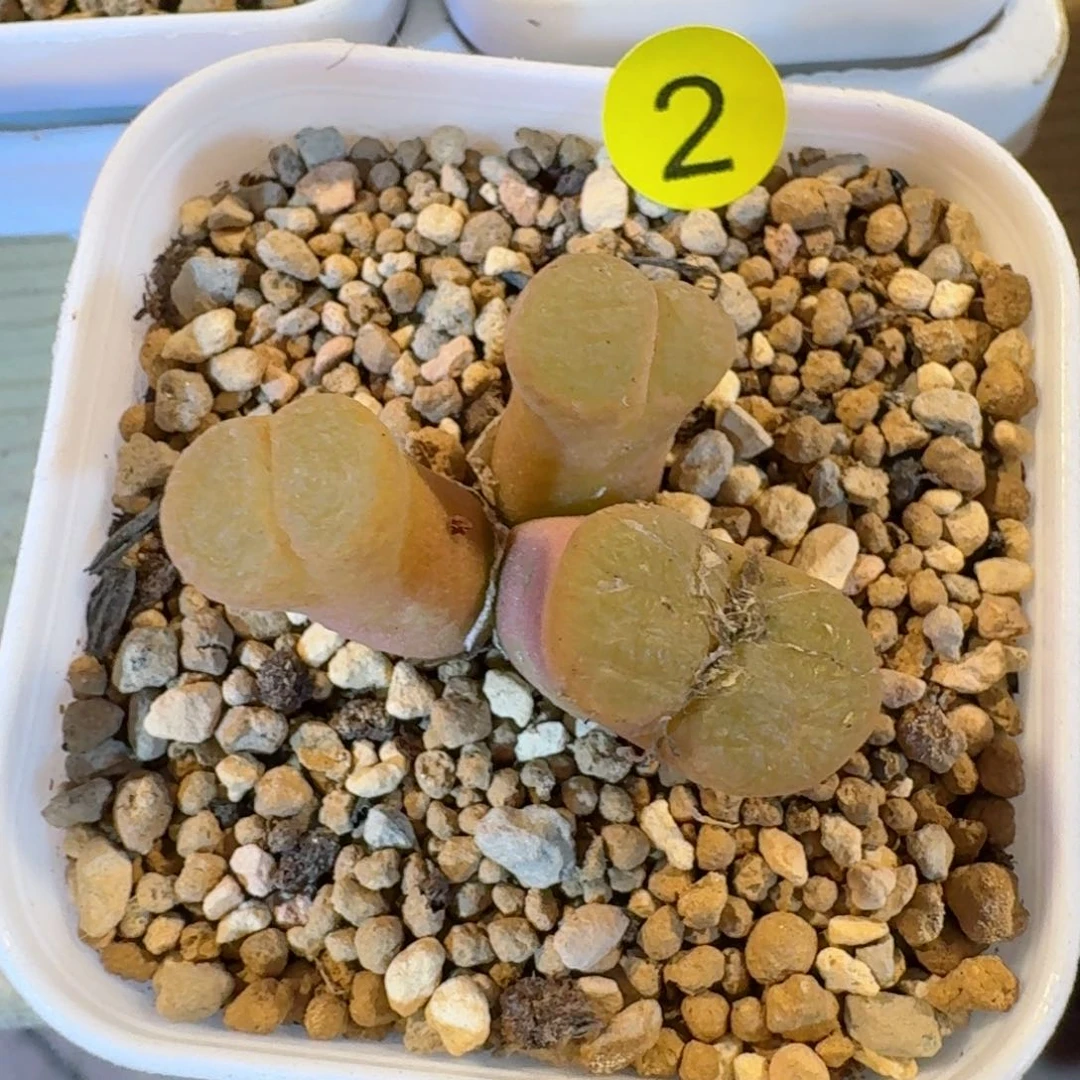 v**o02......多肉.....