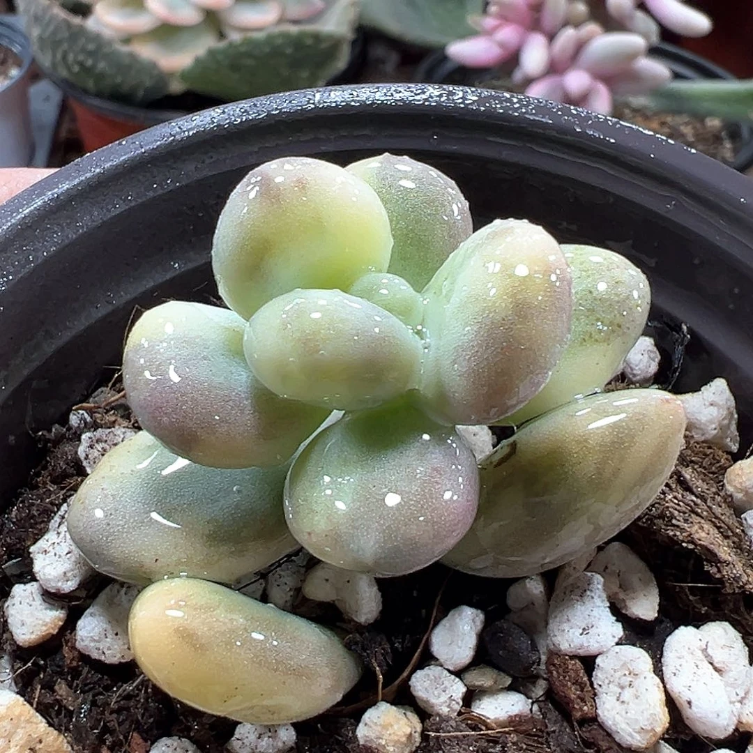 大叶奶酪锦 小方花圃一物一拍