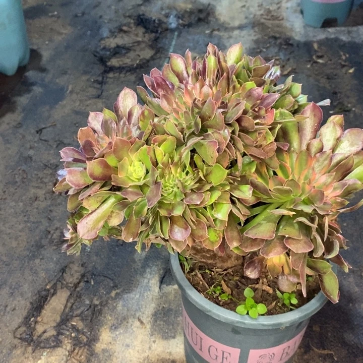 雅典娜缀多肉植物93