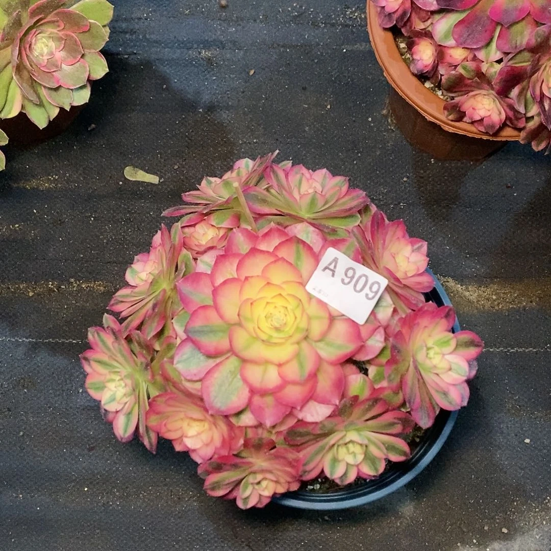 倾城90911111111111