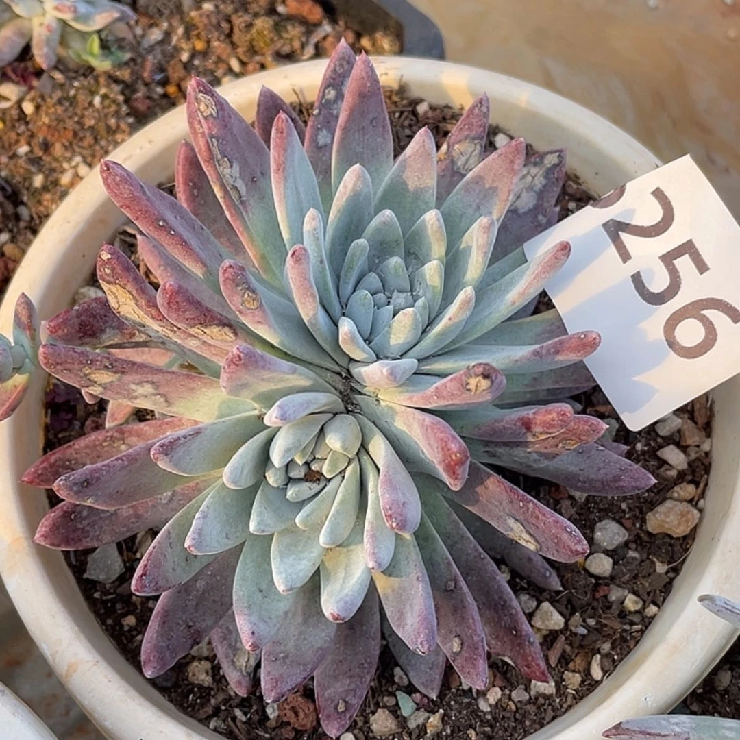 【闪购商品】白姆白姆