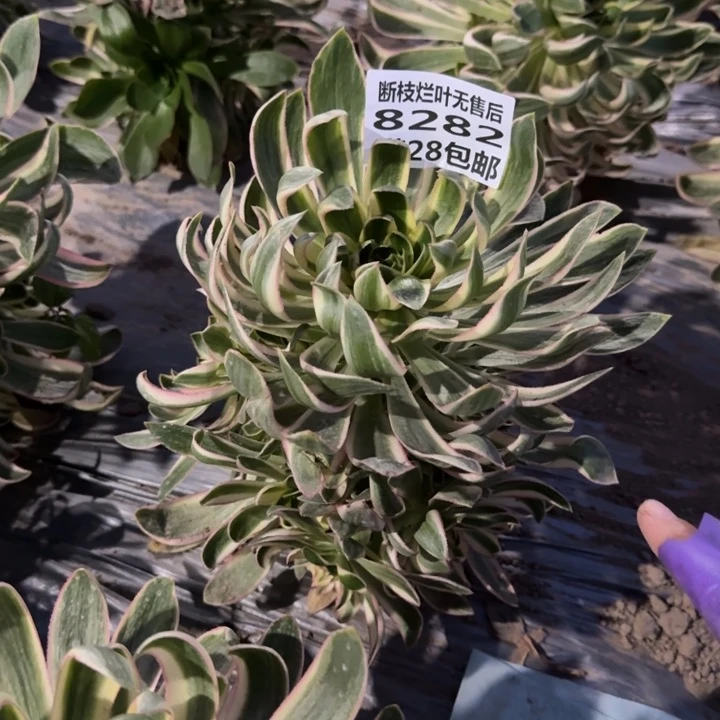 8282一号棚清莲多肉D