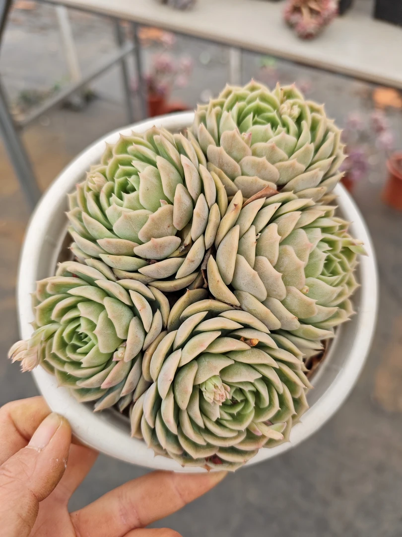 老桩果冻昂斯洛     11多肉