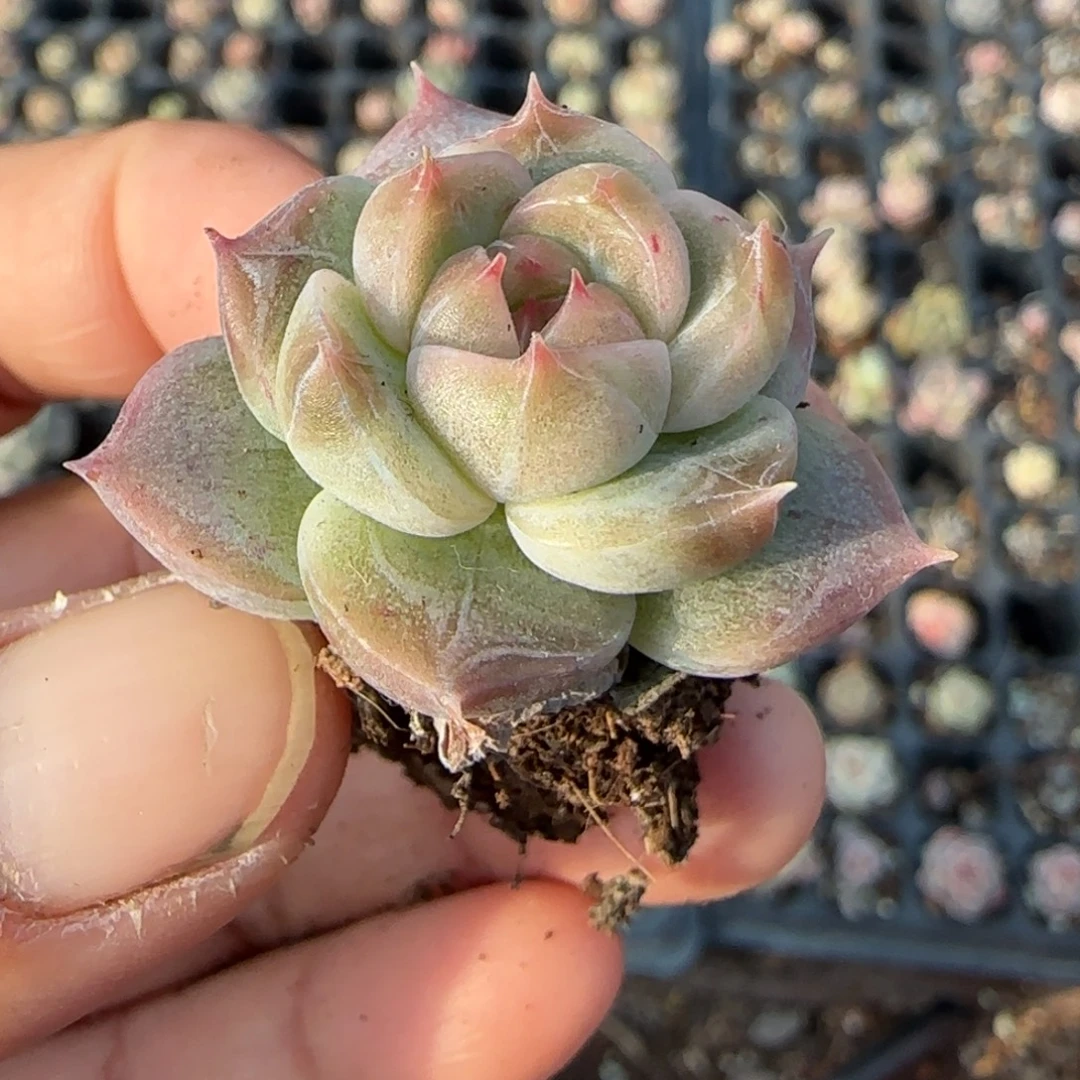 多肉小卡拉米糖心一物一拍