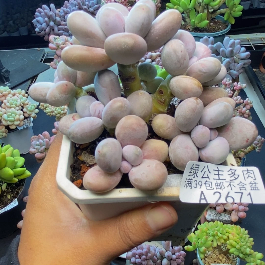 671水光针多肉9c m