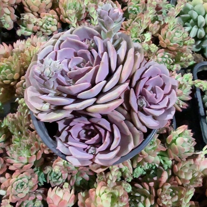 粉蝶多肉植物精品