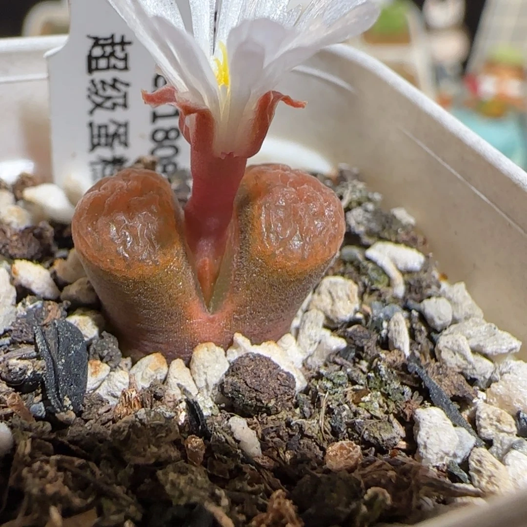 肉锥多肉植物组合-超级蛋糕1699