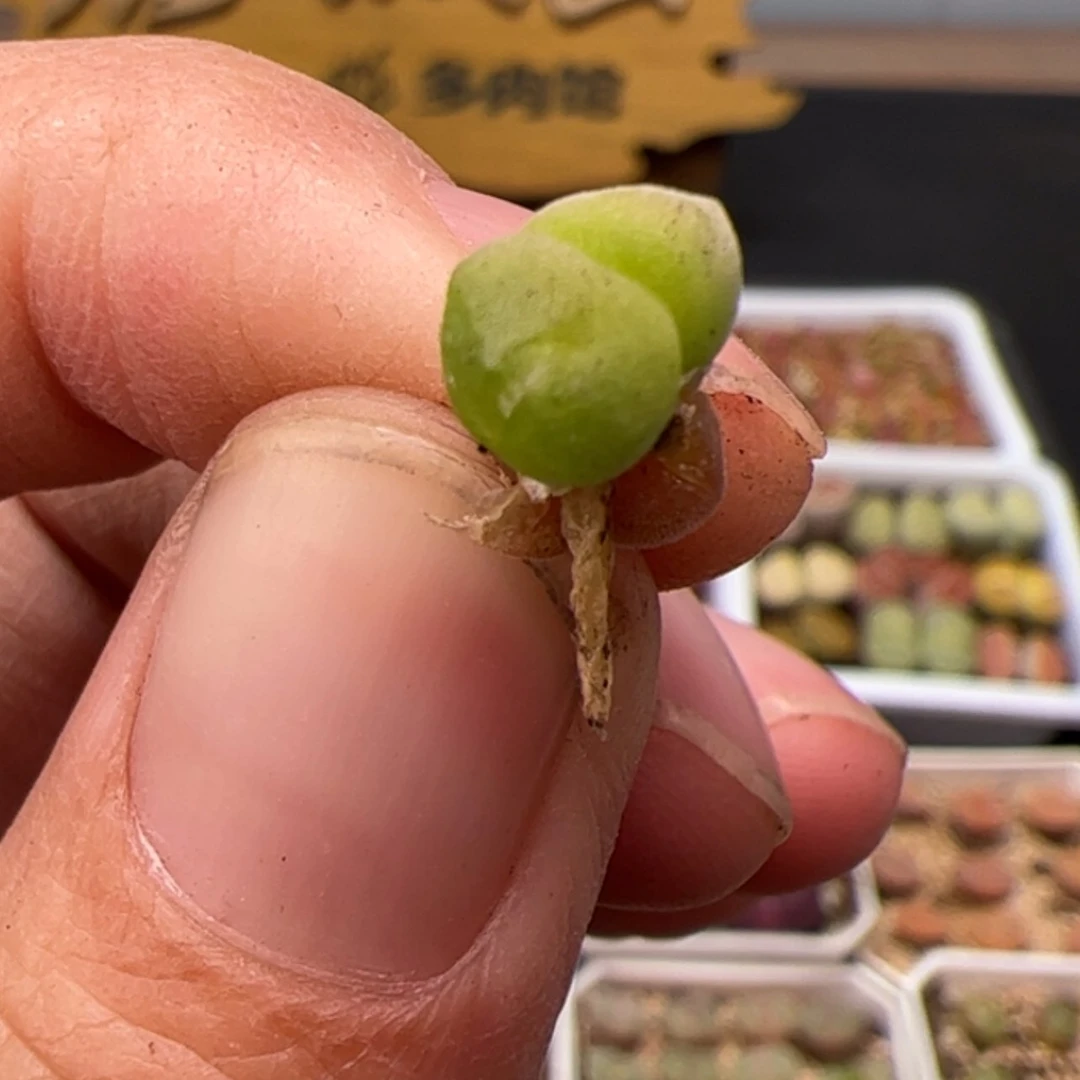 【闪购商品】000000022空蝉