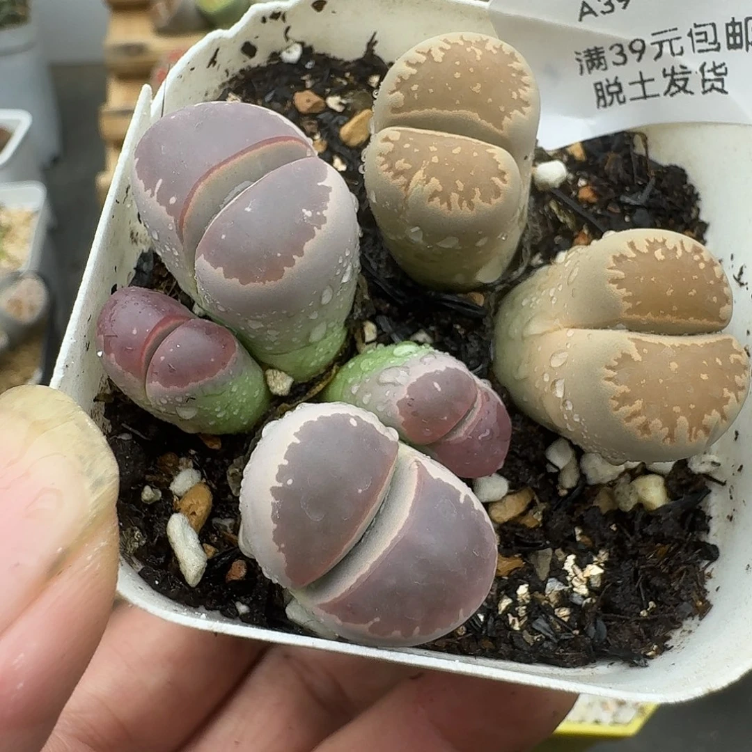 39多肉哈哈哈哈哈哈哈