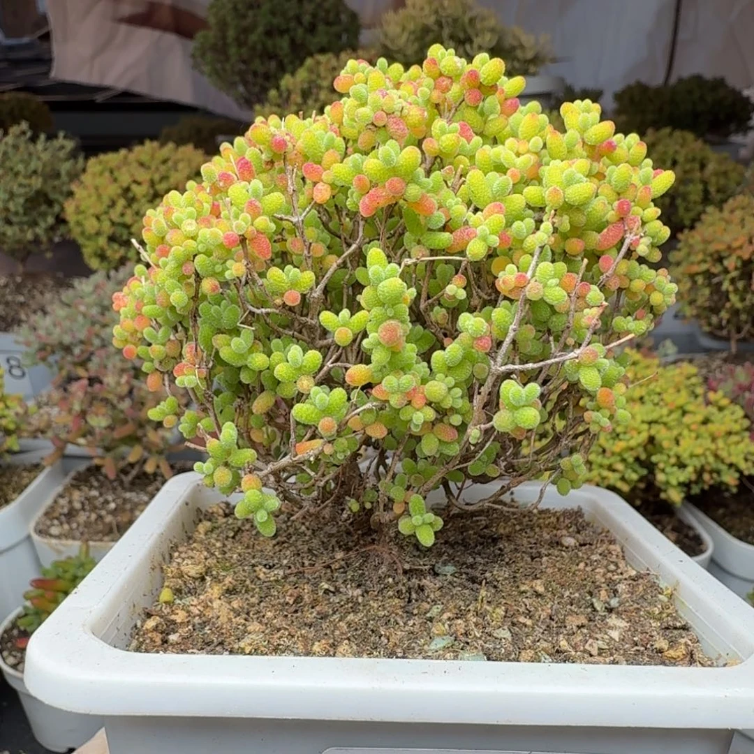 608精控蜜橘糖球枝干