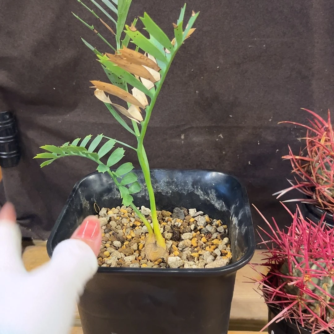 汤圆植物蓝棘铁哈