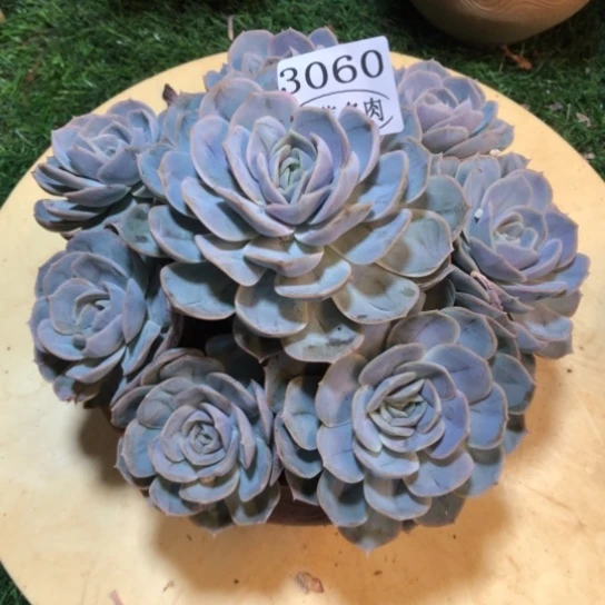 蓝色惊喜，3060，一物一拍