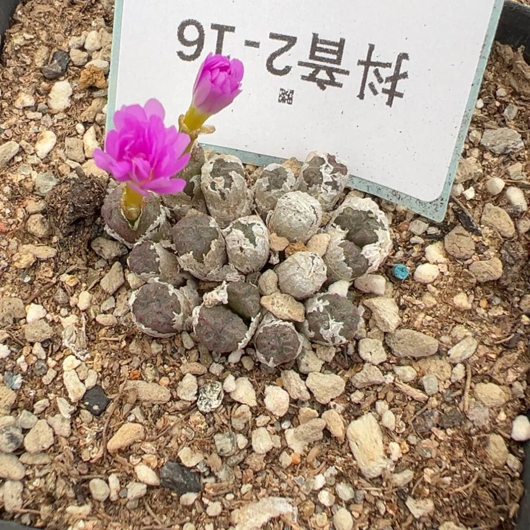 2-16肉锥多肉植物