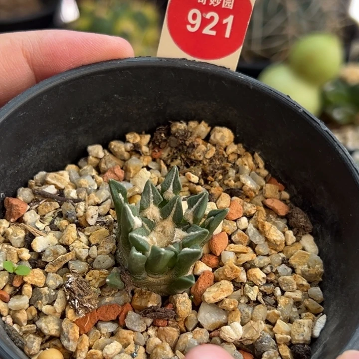 实生母本黑牡丹一棵仙人球2.7cm