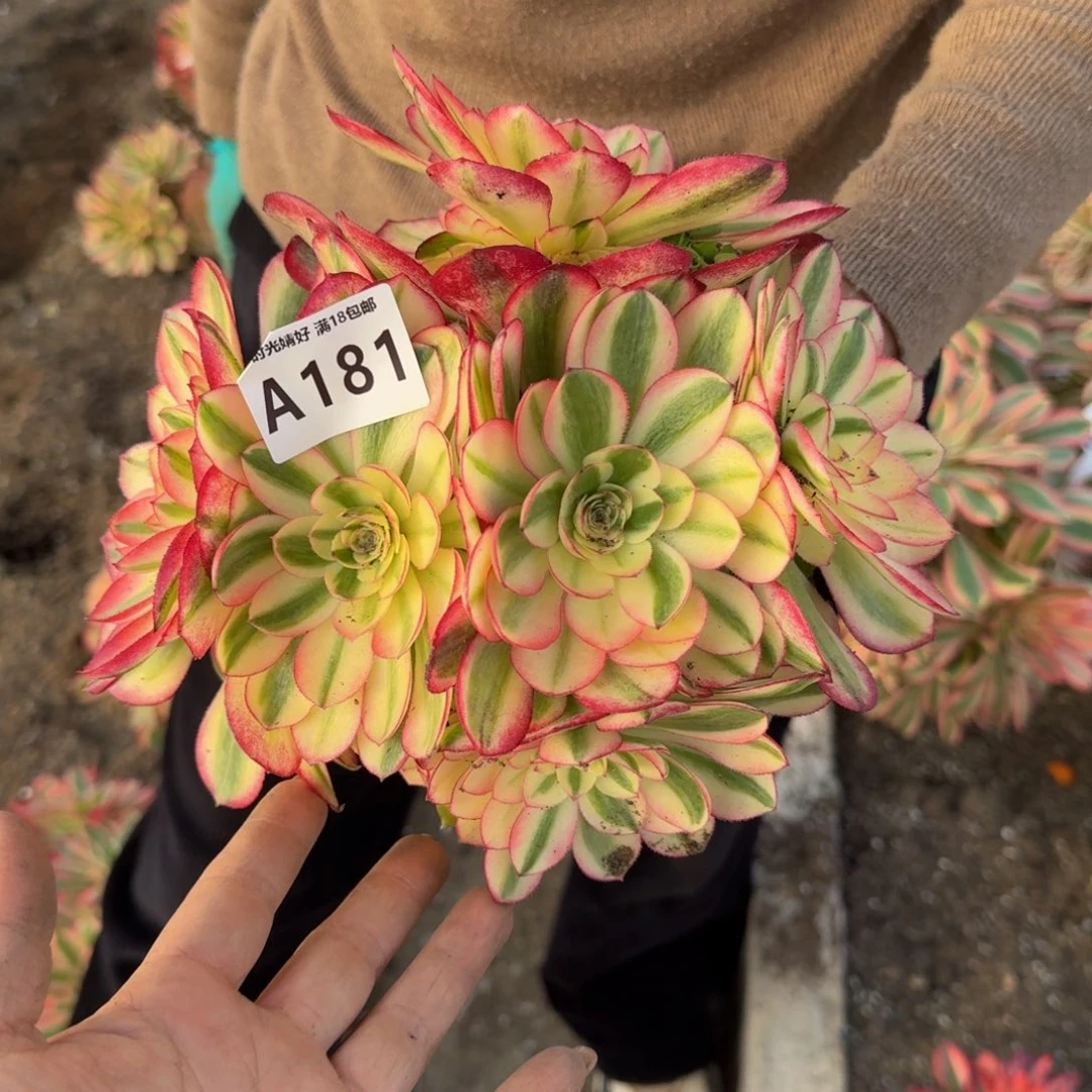 181荔枝。 多肉植物