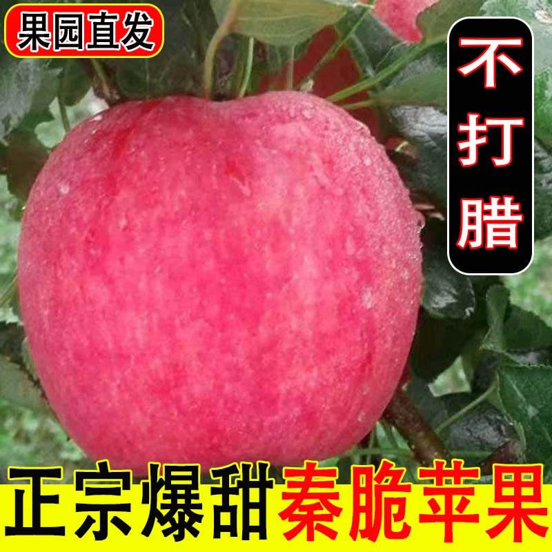 【秦脆苹果】皮薄肉厚新采摘新鲜清脆多汁当季应季水果包邮果园直发