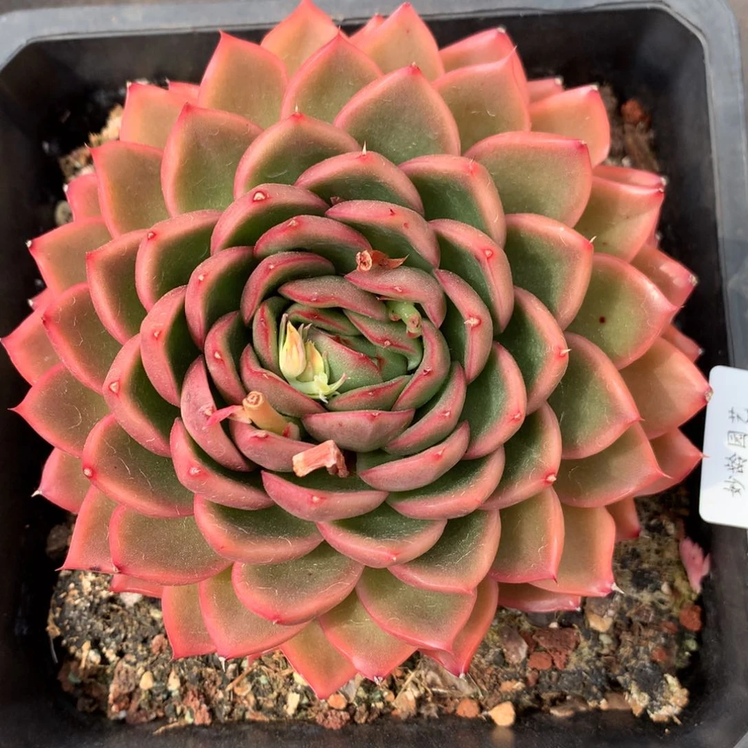 6593杂交精品基地12厘米