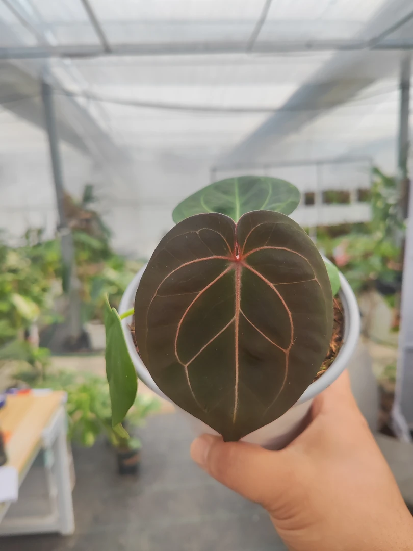 kos黑桃王牌花烛养护简单室内观叶植物四季常绿