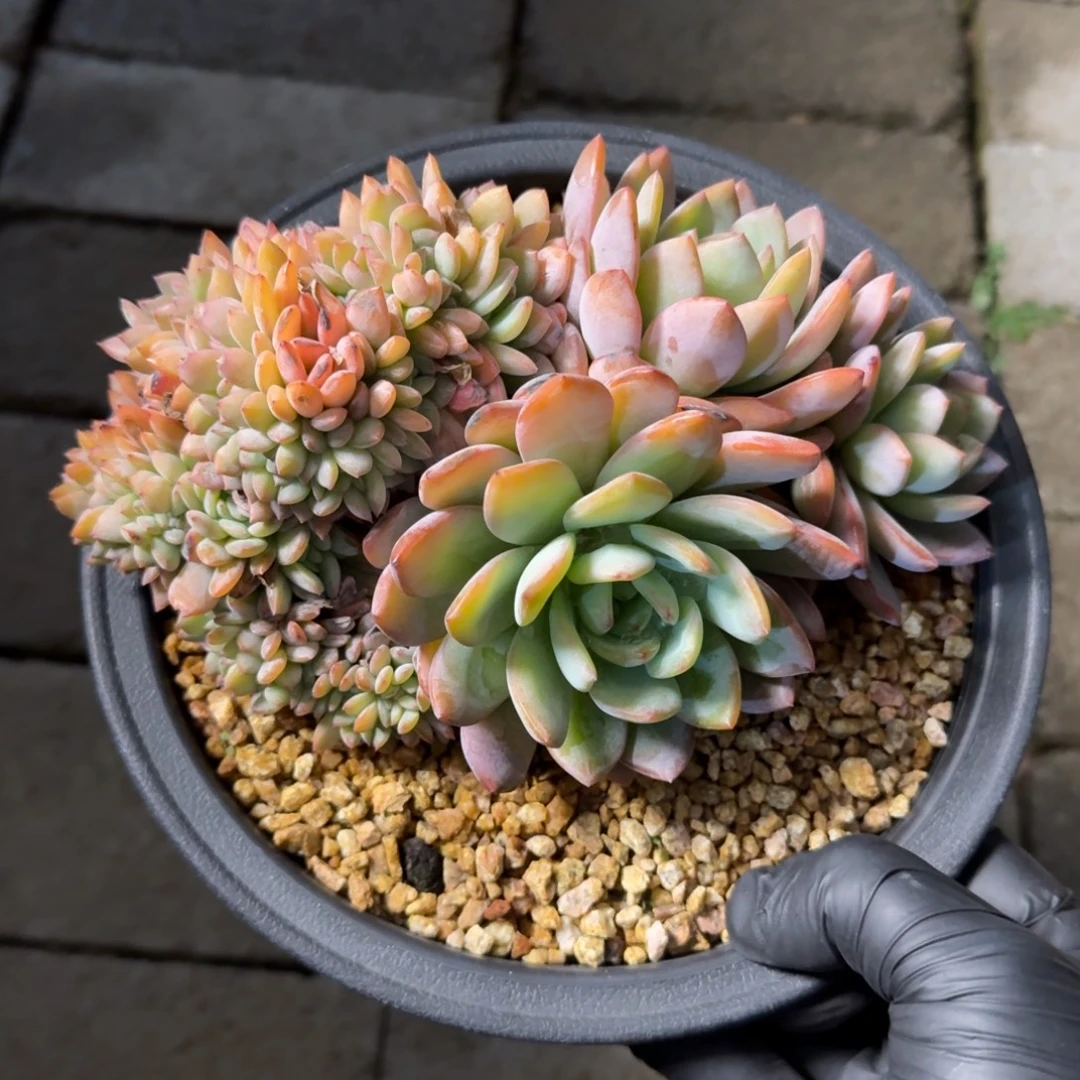 全明星111111111111111111