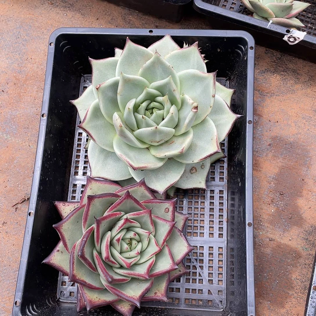 若如东云组拍321