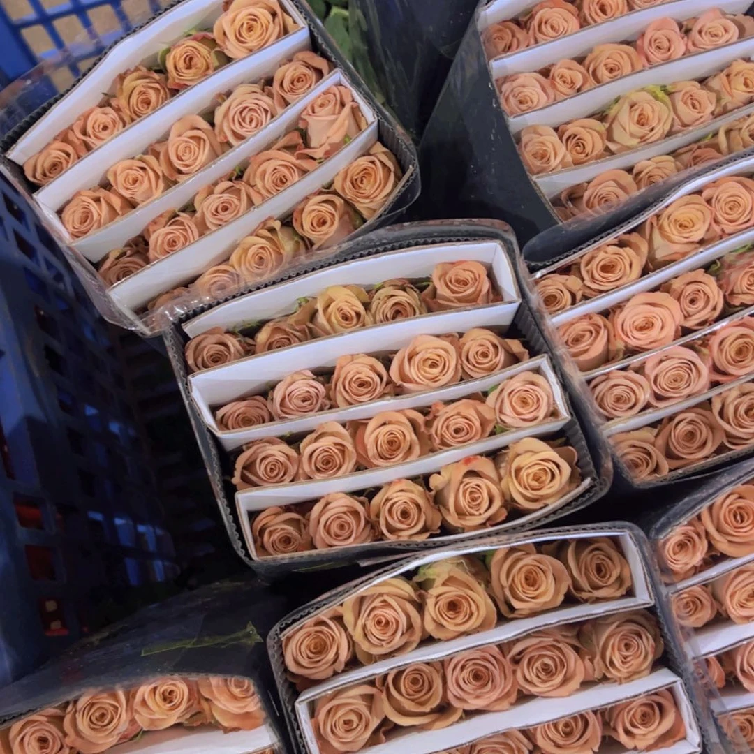 卡布2扎顺丰包邮秒杀价