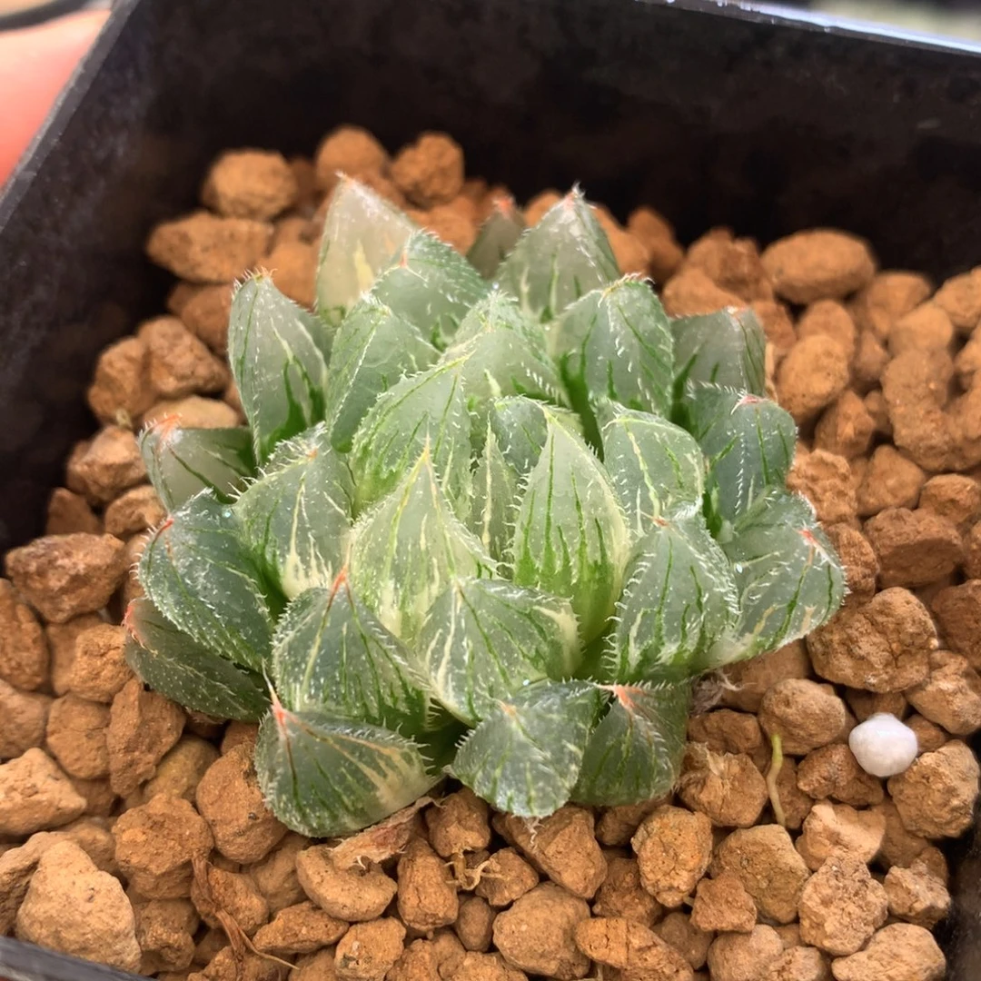 白泽毛玉露锦，带盆