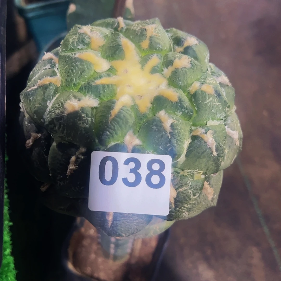 晨***夕无花朵大个连山牡丹038