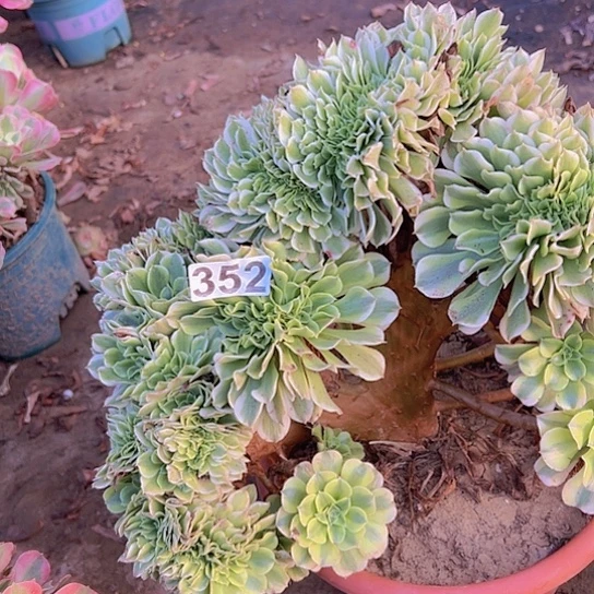 好***祥多肉植物子实体一个绿豆沙