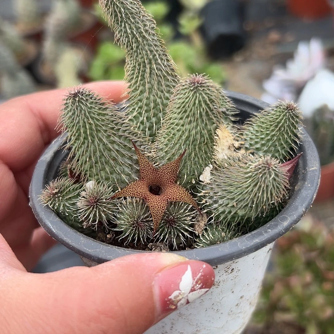 多肉植物啊修罗群