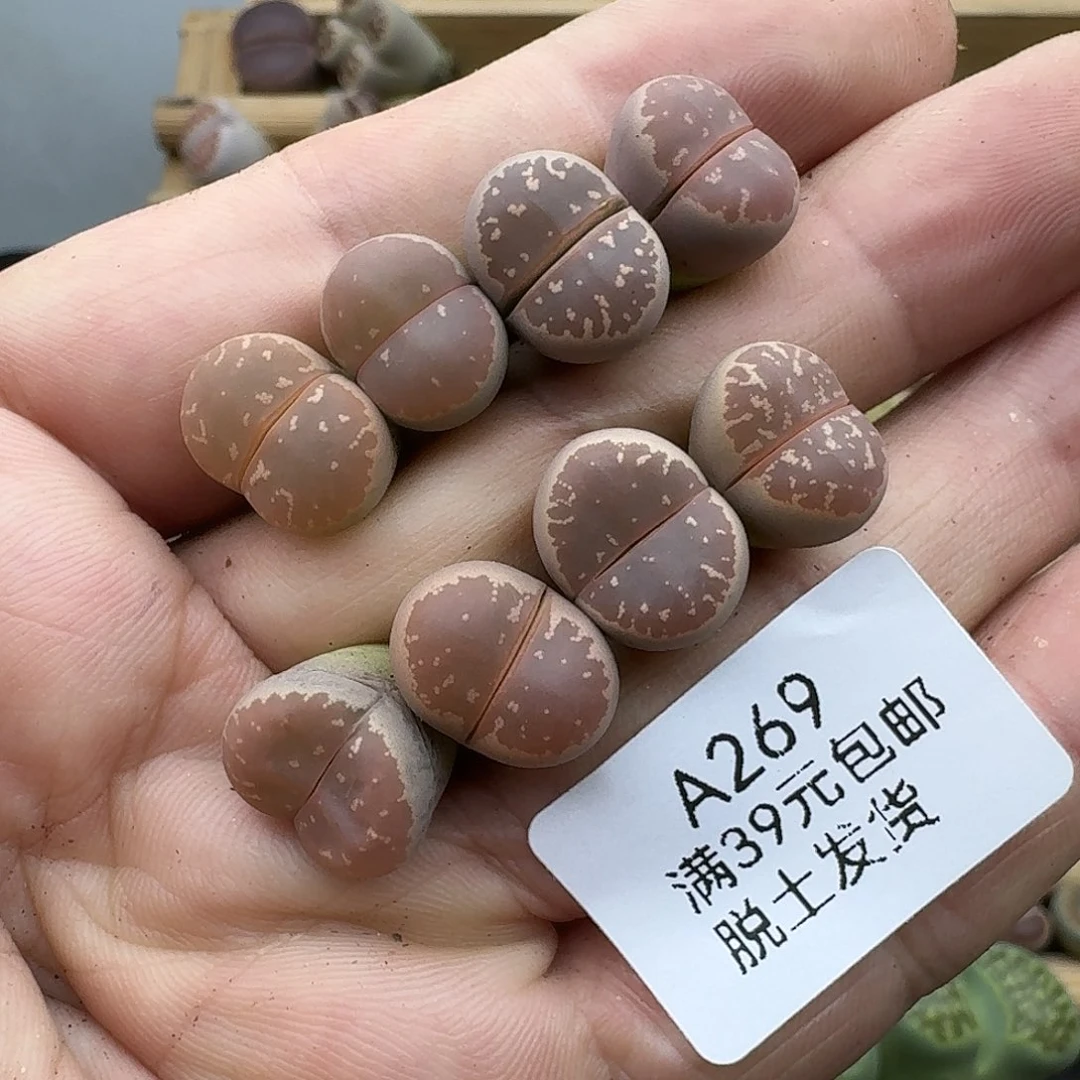 269多肉哈哈哈哈哈哈吧
