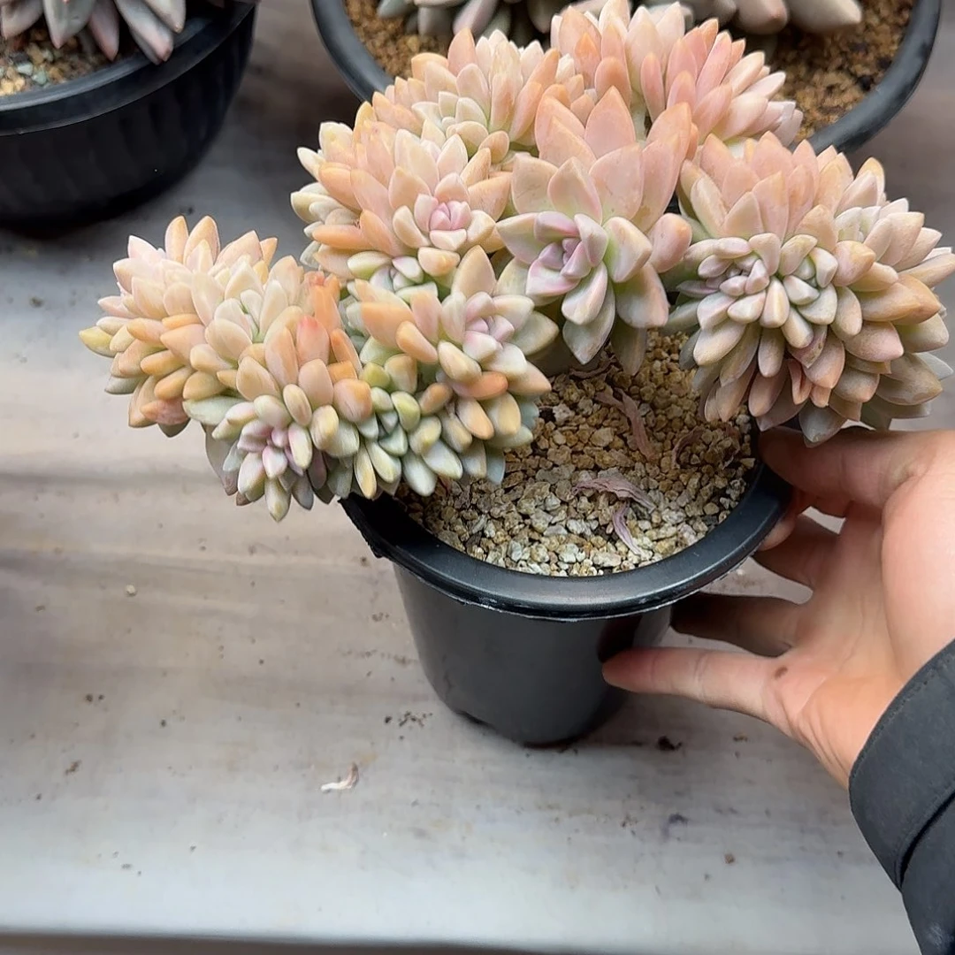 用****2淡雪缀化 00000000