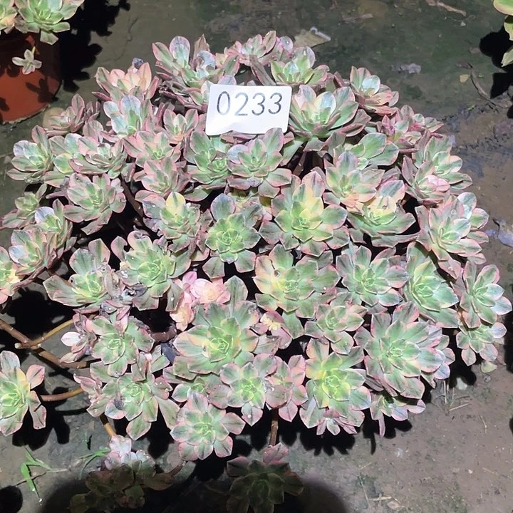 多肉植物法师233甜茶