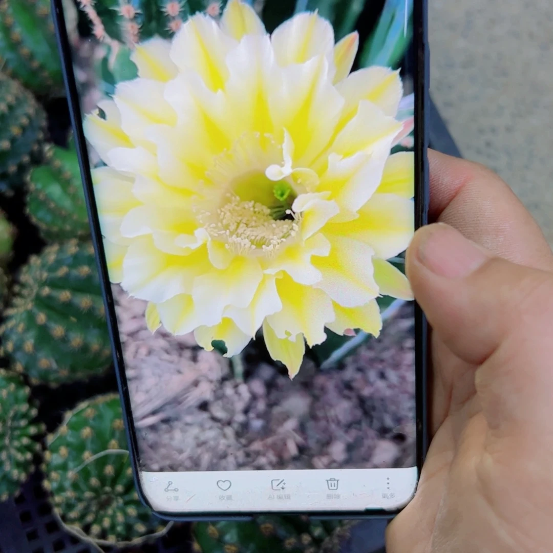 下53彩草黄绿歪无根侧芽4公分左右20包邮