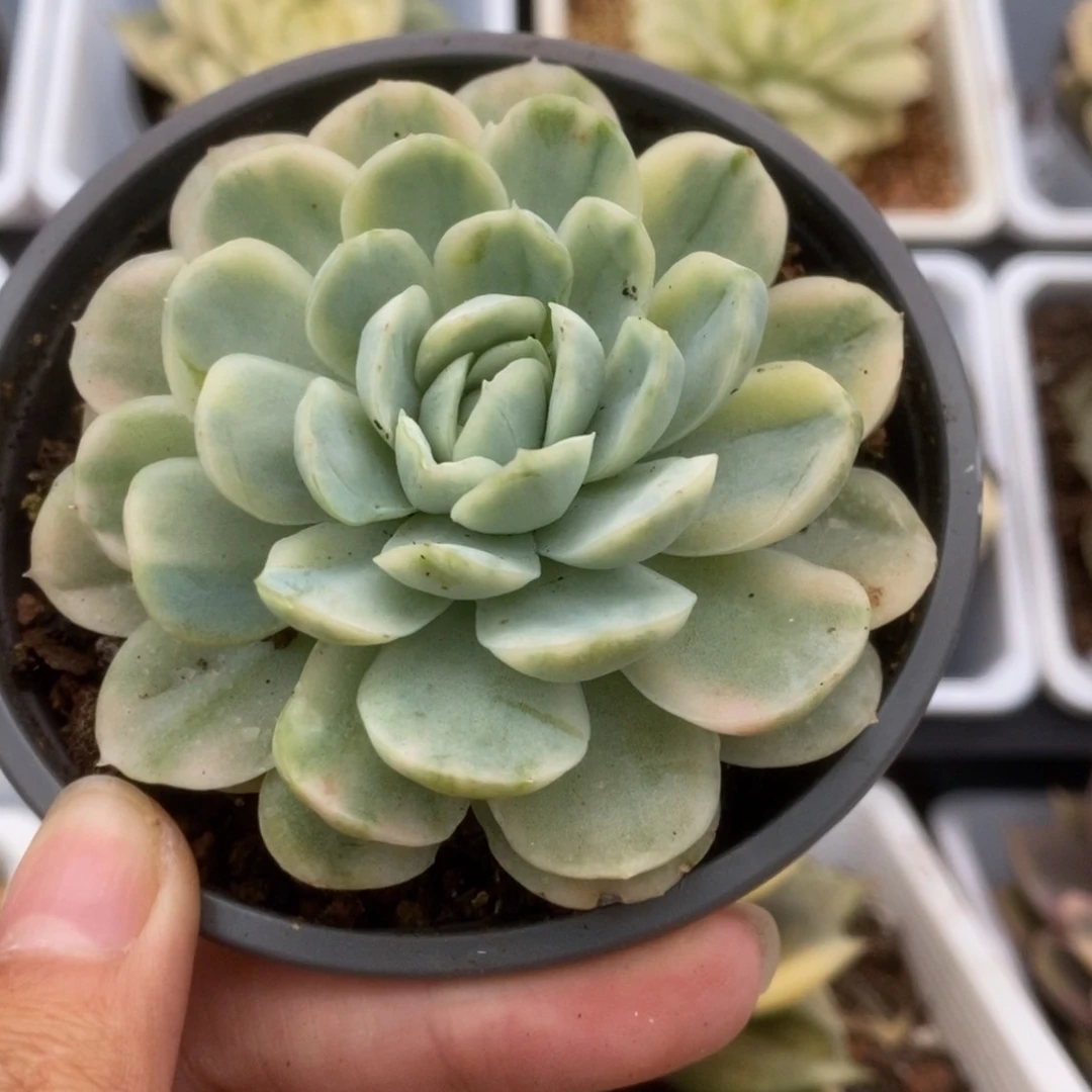 322贝瑞锦锦锦锦锦锦