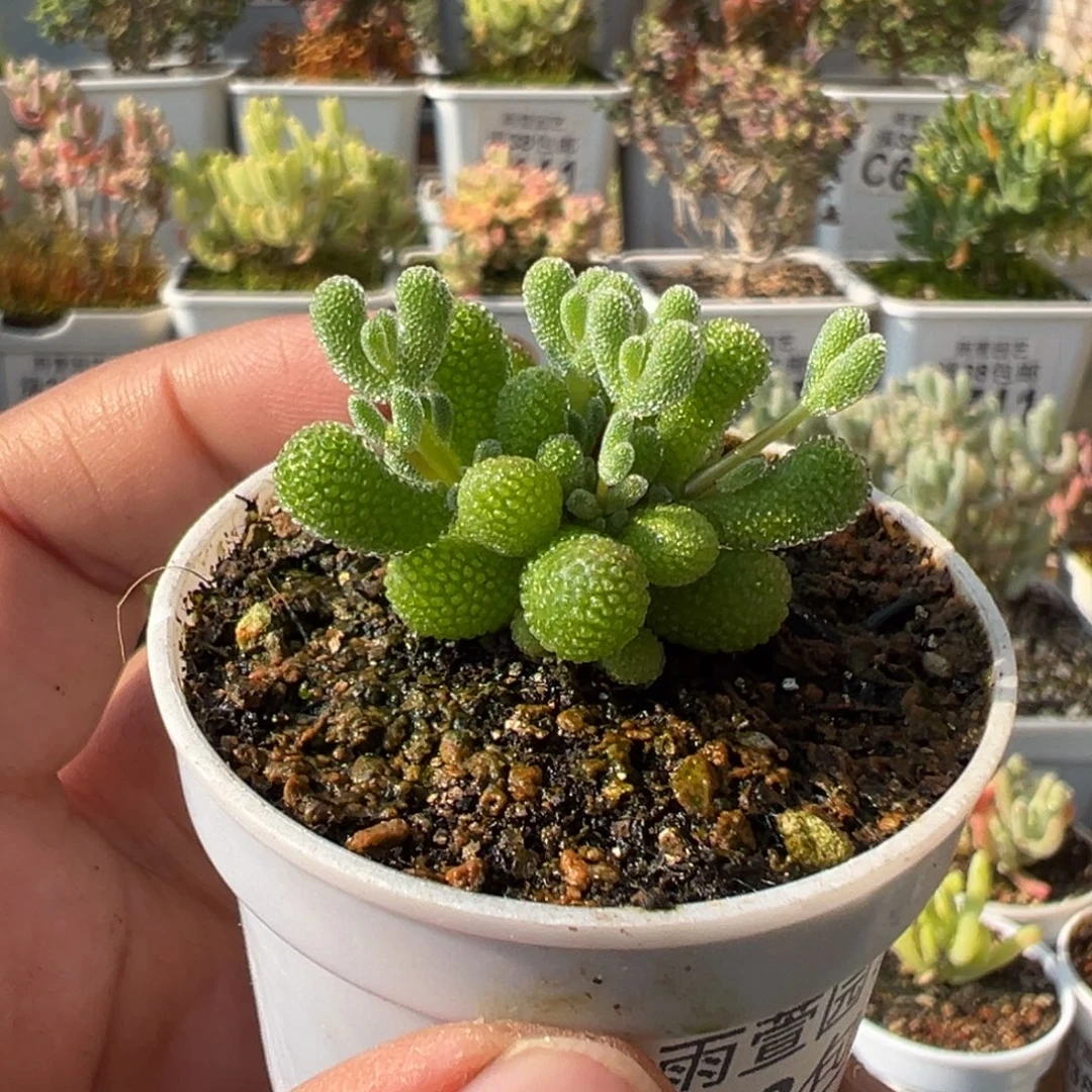 3-881翡翠手捧花五圆盆枝干番杏