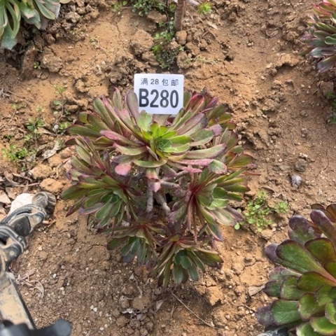 280水墨画不包断枝