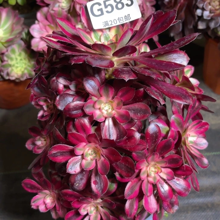 瑞妈多肉1.29.583