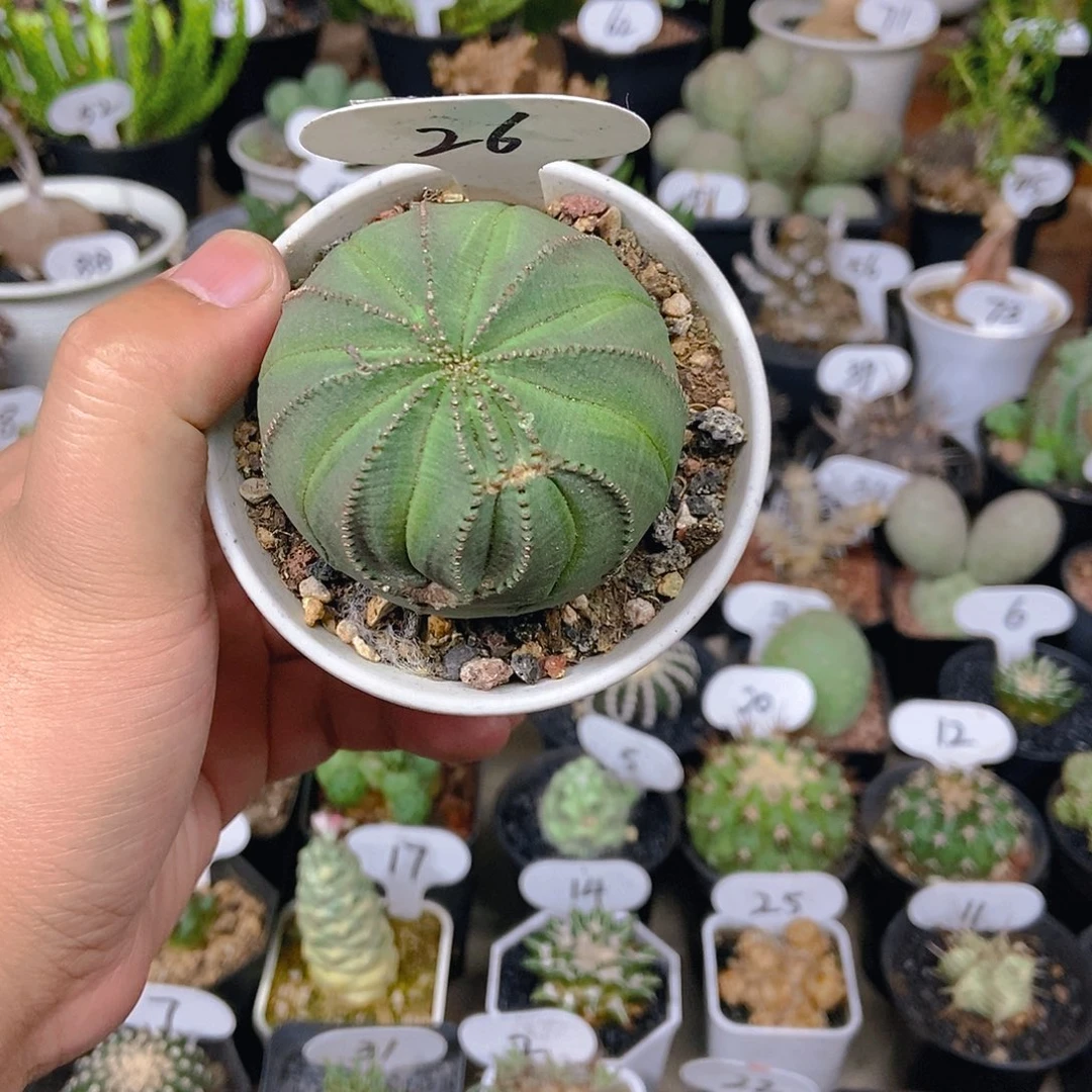 实生欧布一物一拍